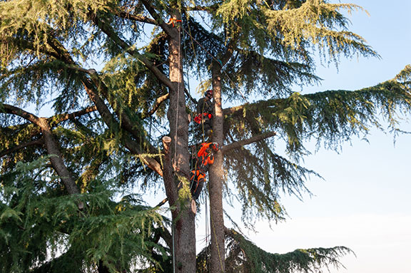 abbattimento alberi