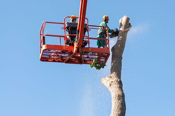 abbattimento alberi