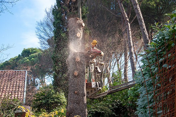 abbattimento alberi