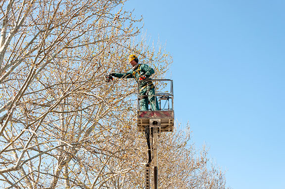 abbattimento alberi