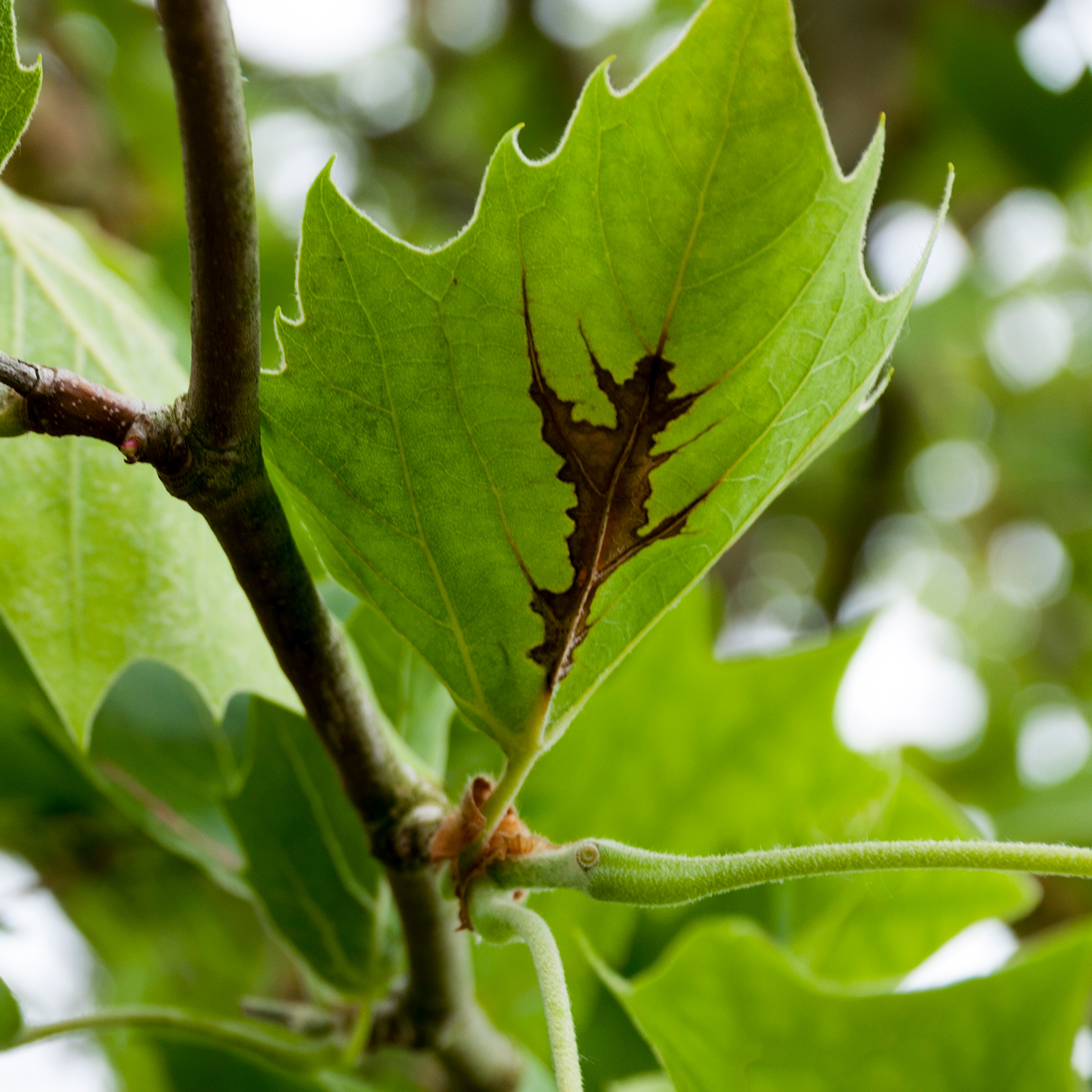 Apiognomonia veneta