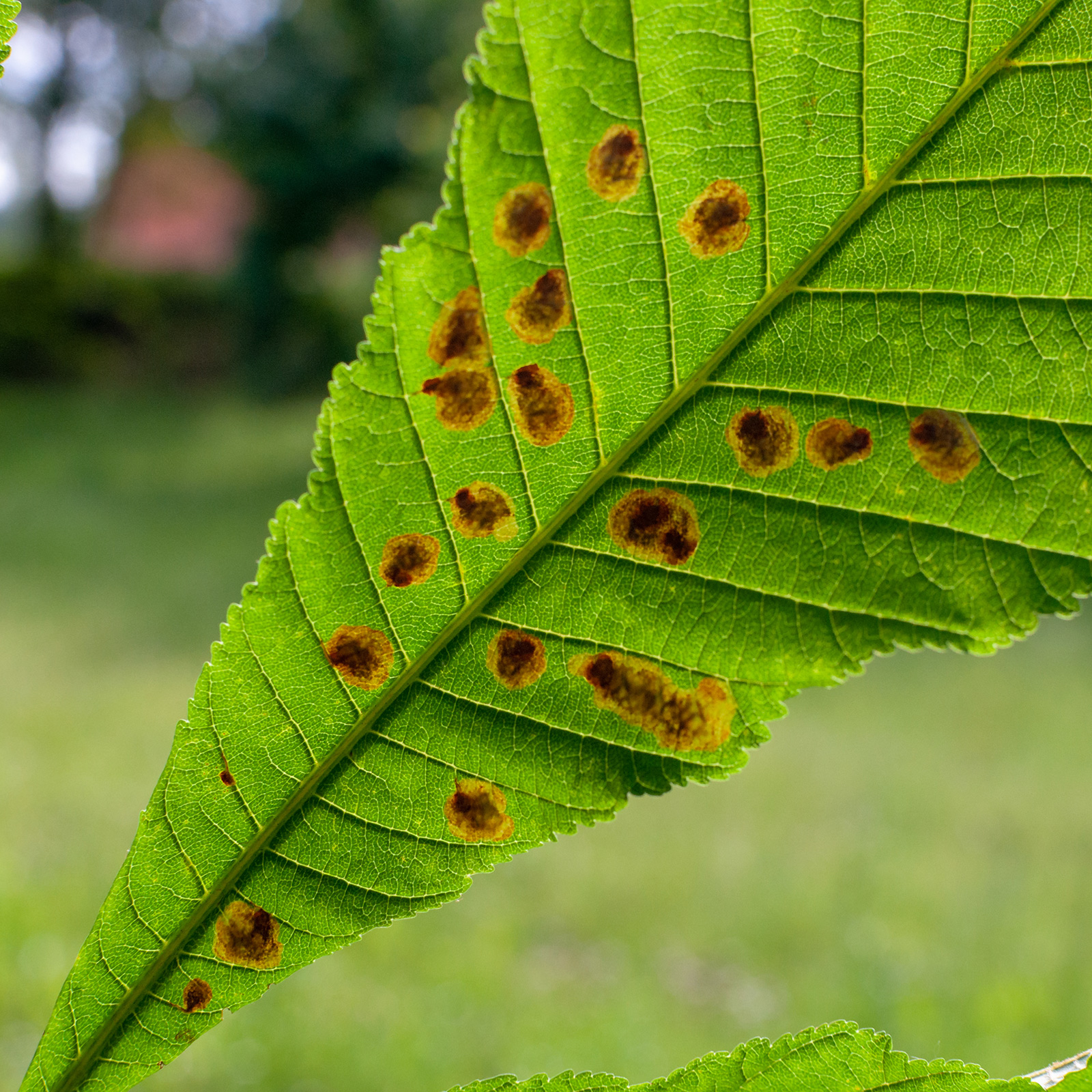 Cameraria ohridella