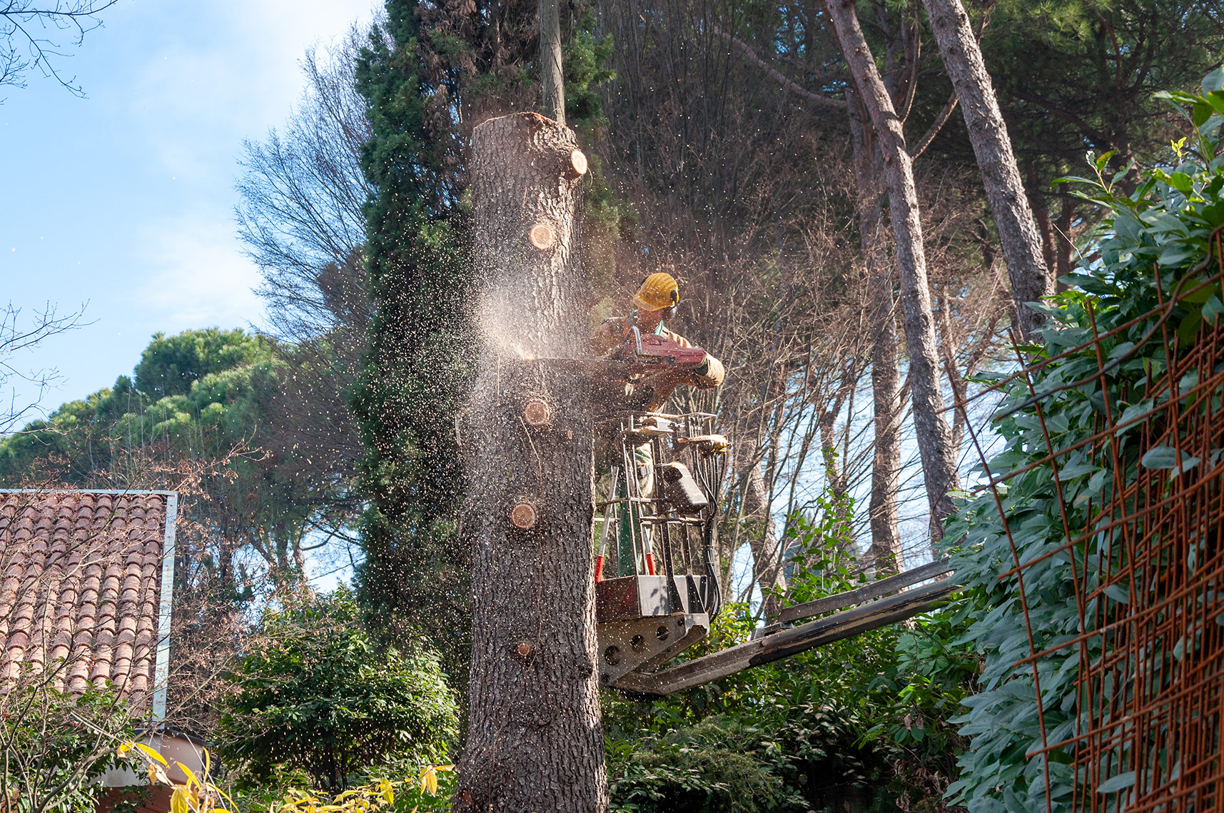 abbattimento alberi